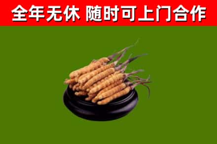 温江区回收冬虫夏草